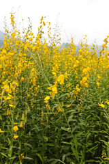 Beautiful flowers in the garden