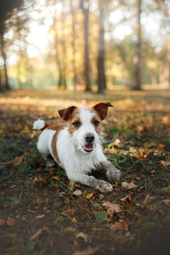 cute dog portrait in autumn outsude