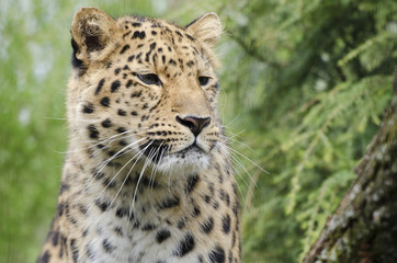 Fototapeta na wymiar The Leopard