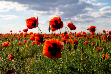 Wild poppies blossoming in steppes in summer