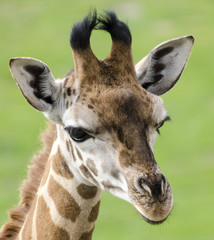 Giraffe © gerckens.photo