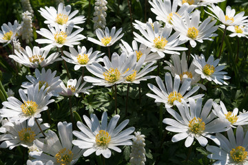 Fototapeta premium Daisy at The Keukenhof, Dutch Public Spring Flowers Garden, Liss