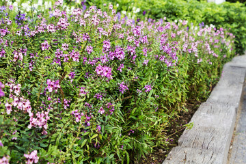 Beautiful flowers in the garden