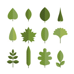 Set of different flat green leaves.