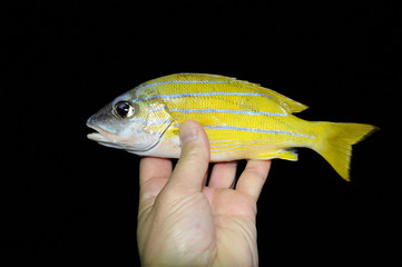 Beautiful tropical fish from the Red Sea, which are caught on bait