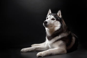 portrait of a dog Siberian Husky in the studio