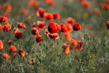 Obraz premium Wild poppies blossoming in steppes in summer