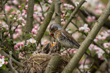 Fieldfare feeding chicks rain worm