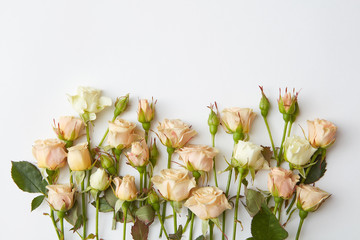 white roses isolated