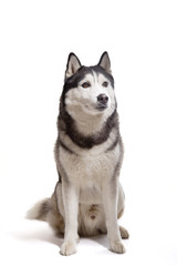Fototapeta premium dog Siberian husky on a white background