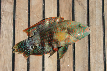 Beautiful tropical fish from the Red Sea, which are caught on bait