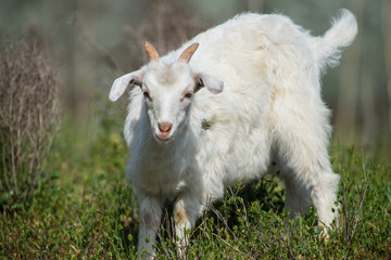 White goat grazing in steppes in summer