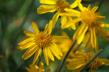 Arnica of the mountains