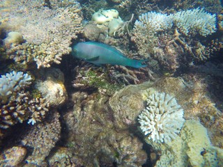Fototapeta na wymiar Colorful parrot fish hiding among corals, Maldives