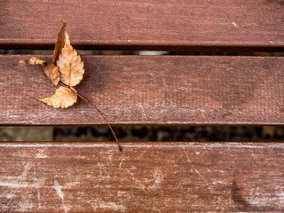 Dry leaf on the wooden bench wallpaper background