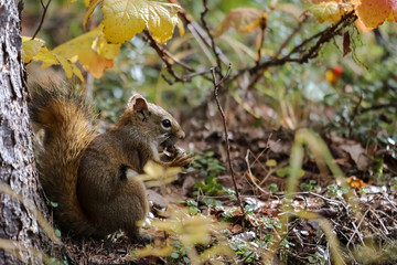 Close up of a Red squirrel nibbling at a cone, Chena River State Park, Alaska