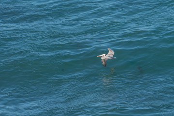 Pelicans lookinbg for food off the coast of Point Vicente near Rancho Palos Verdes California