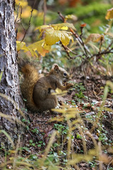 Close up of a Red squirrel nibbling at a cone, Chena River State Park, Alaska