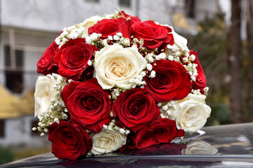 Red roses splendor of its beauty and freshness, Novi Sad, Serbia