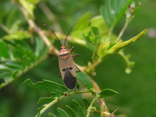 bug