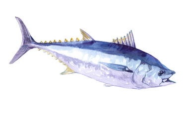 Watercolor single salmon fish isolated on a white background illustration.