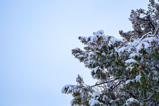 Fototapeta Fir branches covered in snow against blue sky