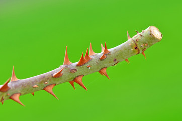 Close up rose tree thorn