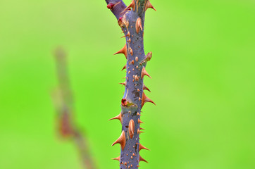 Close up rose tree thorn