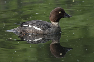Common goldeneye (Bucephala clangula), female