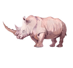 Obraz premium Watercolor realistic rhinoceros animal isolated on a white background illustration.