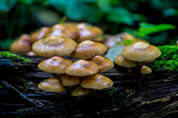 Dangerous poisonous mushroom in autumn forest