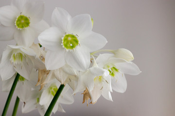Fototapeta na wymiar a lot of white flowers, yellow center. flowering houseplant