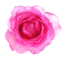 Pink rose isolated on white background, soft focus and clipping