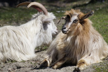 Goats in the village of Hemu, inhabited by Tuvan people, Xinjiang