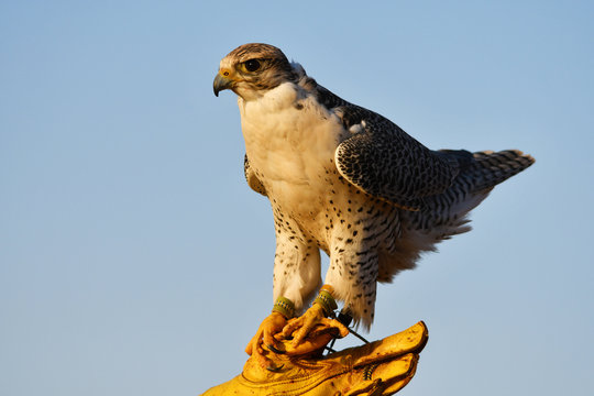 junger Gerfalke