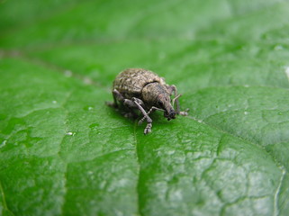 weevil