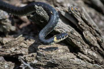 Grass snake