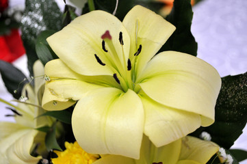 Colorful, orange, red, purple, green flowers are adopted as a wedding gift, Novi Sad, Serbia