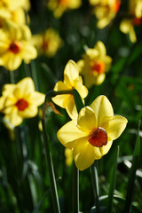 Obraz premium Yellow flower, Amaryllidaceae, Narcissus 