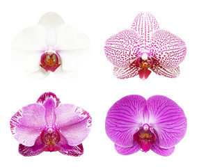 Fototapeta na wymiar Collection close-up of orchid isolated on white blackground and