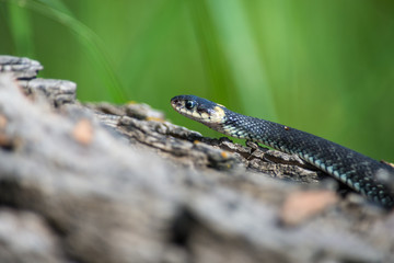 Grass snake