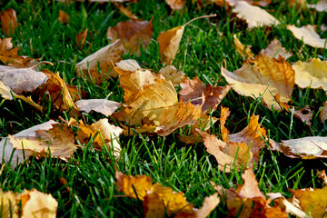 herbstlaub auf grünem rasen
