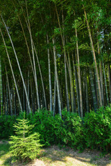 Plakat Bamboo forest