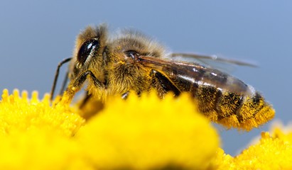 bee or honeybee in Latin Apis Mellifera