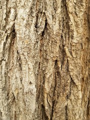 Weathered tree trunk textured background. Wood texture. Wooden background pattern. 