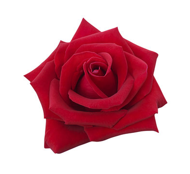 Red rose isolated on white background, soft focus and clipping p