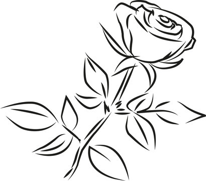 rose vector picture