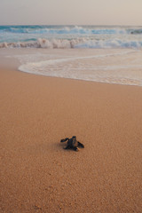 Obraz premium Small turtles backing to the ocean