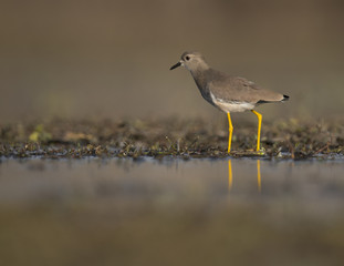 White tailed lapwing(Vanellus leucurus)