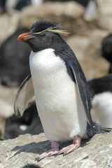 Felsenpinguine auf Pebble Island